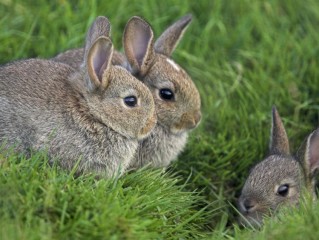 “兔子不吃窝边草”，后半句道出人性丑恶，可惜鲜为人知